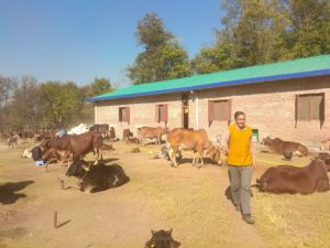 Dairy farming, Dare to do the dairy in Himachal?