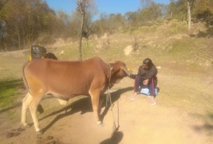 Dairy farming, Dare to do the dairy in Himachal?